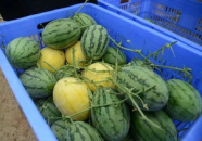 免费吃瓜的群,揭秘网络社交的狂欢盛宴