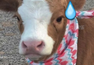 抖音娱乐吃瓜,揭秘娱乐圈幕后故事